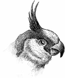 Drawing of female red-tailed Black Cockatoo by Sydney Parkinson